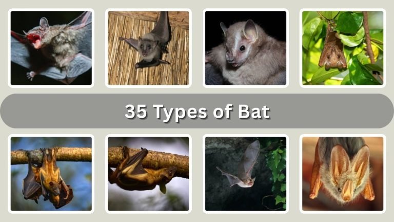 35 Types of Bat: Habitat, Behaviors, Id with Pictures