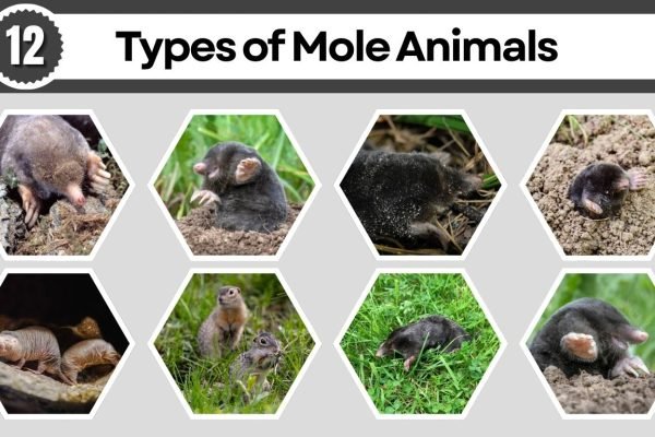 12 Types of Mole Animals: Habitat, Behaviors, Id with Pictures