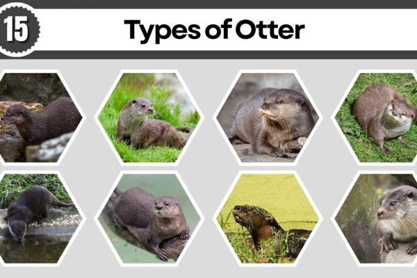 15 Types of Otter: Habitat, Behaviors, Id with Pictures