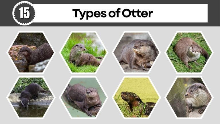 15 Types of Otter: Habitat, Behaviors, Id with Pictures