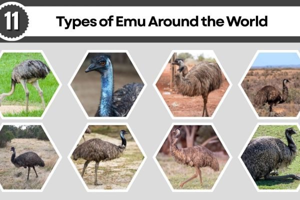 11 Types of Emu Around the World: Species Identification with Pictures 