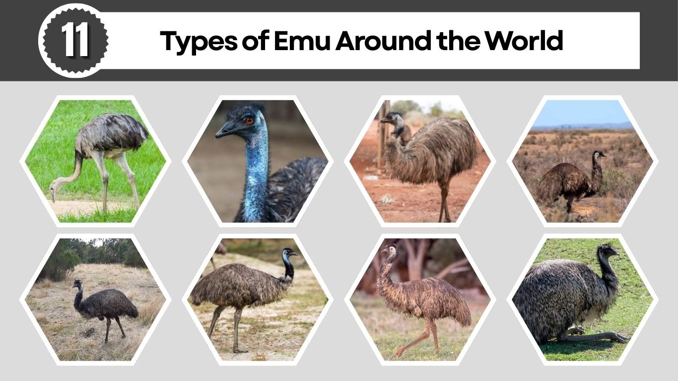 11 Types of Emu Around the World: Species Identification with Pictures 