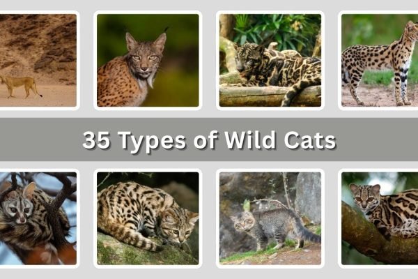 35 Types of Wild Cats: Species Identification with Pictures 