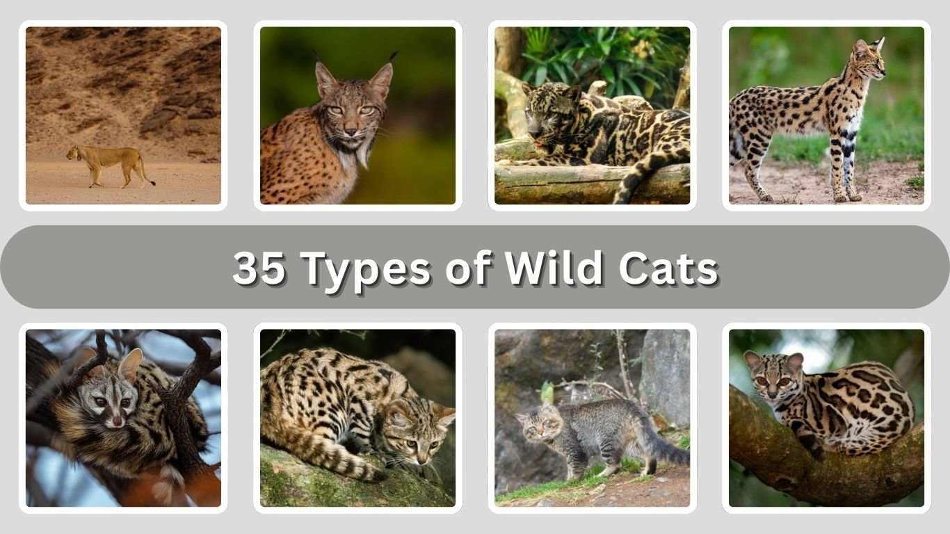 35 Types of Wild Cats: Species Identification with Pictures 