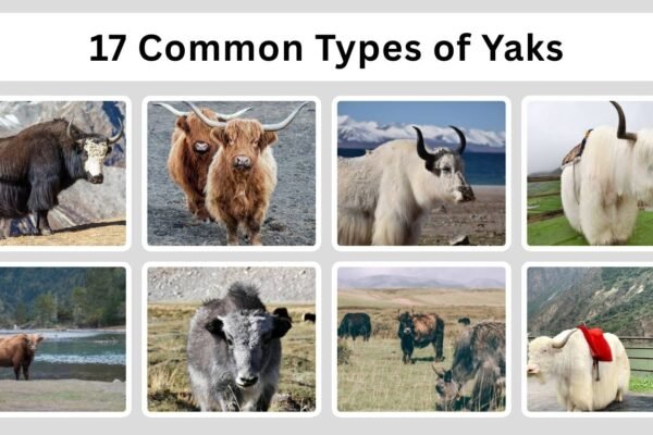 17 Common Types of Yaks Found Across High-Altitude Regions