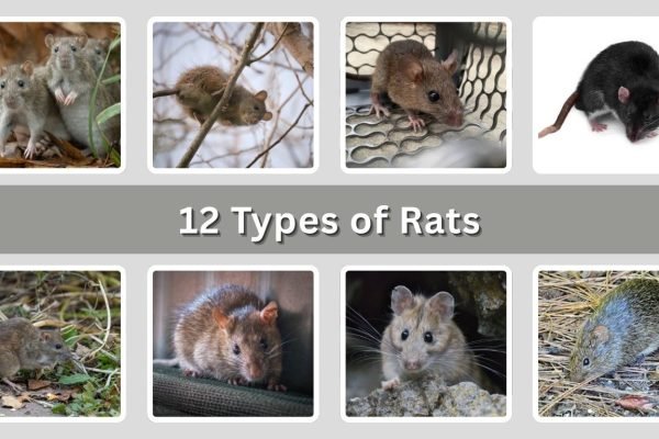 12 Types of Rats Found in Houses and Buildings: ID with Pictures