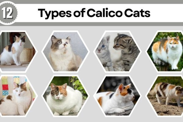 12 Types of Calico Cats: Patterns, Regional Variations, and Species