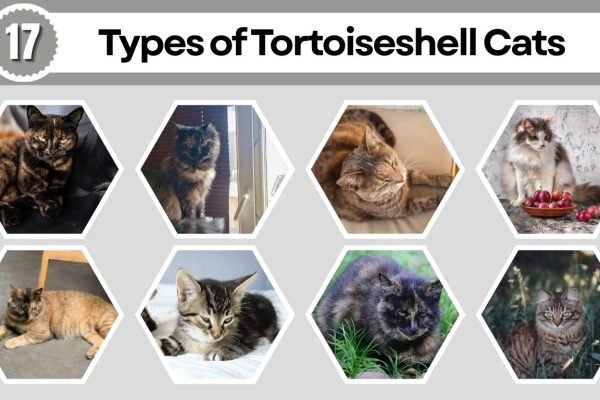 17 Types of Tortoiseshell Cats: All Variations and Color Patterns