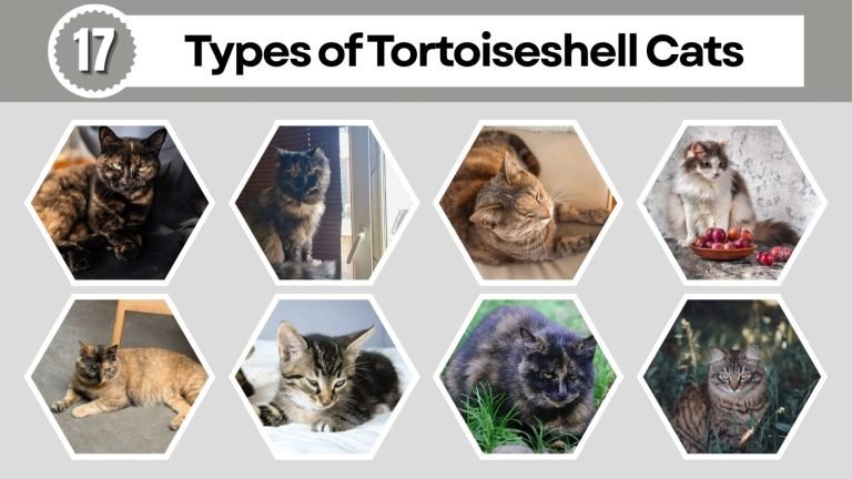 17 Types of Tortoiseshell Cats: All Variations and Color Patterns