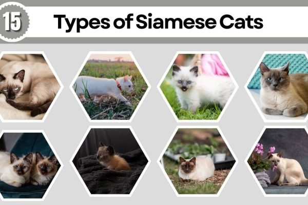 15 Types of Siamese Cats: Complete Breed & Color Guide