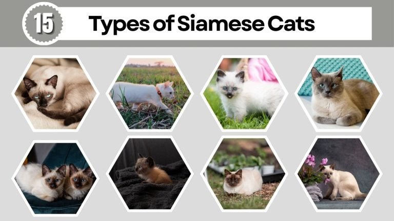 15 Types of Siamese Cats: Complete Breed & Color Guide