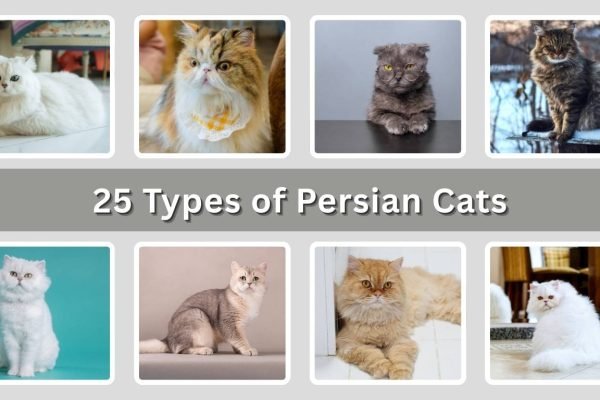 25 Types of Persian Cats: Species Identification with Pictures