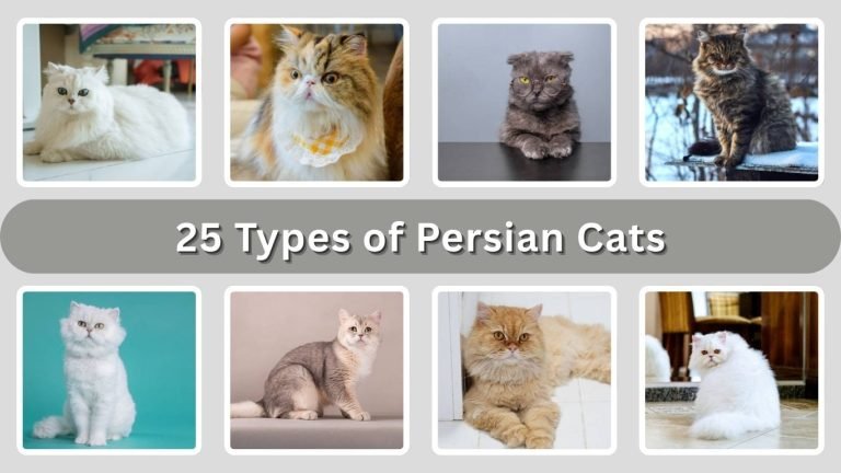 25 Types of Persian Cats: Species Identification with Pictures