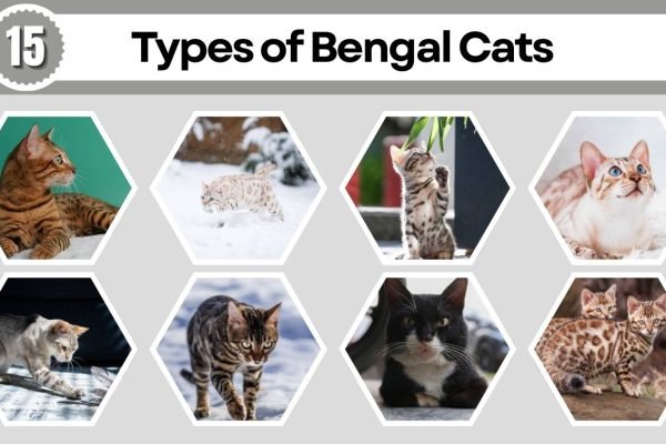 15 Types of Bengal Cats: Species Identification with Pictures