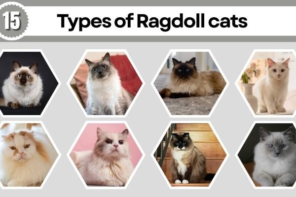 15 Types of Ragdoll cats: Species Identification with Pictures