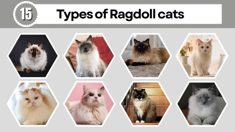 15 Types of Ragdoll cats: Species Identification with Pictures