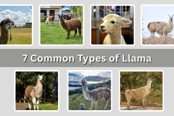 7 Common Types of Llama: Species Identification with Pictures