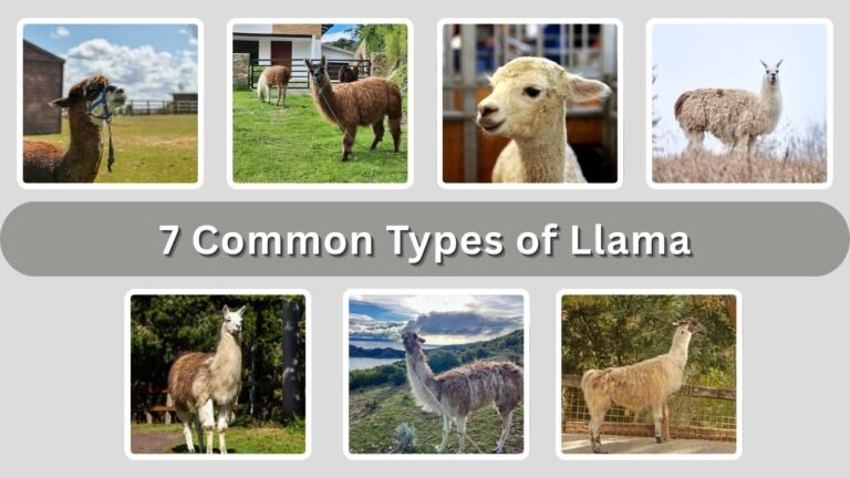 7 Common Types of Llama: Species Identification with Pictures