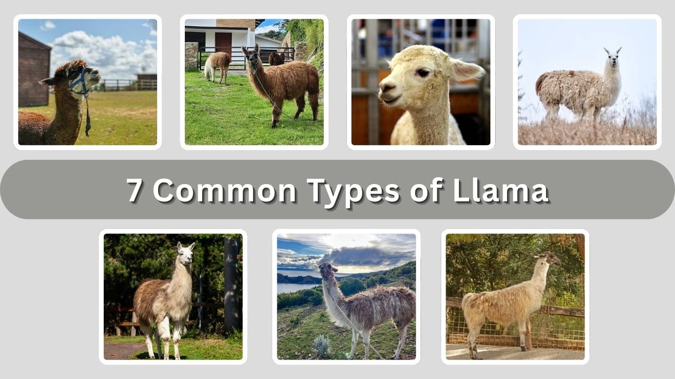 7 Common Types of Llama: Species Identification with Pictures