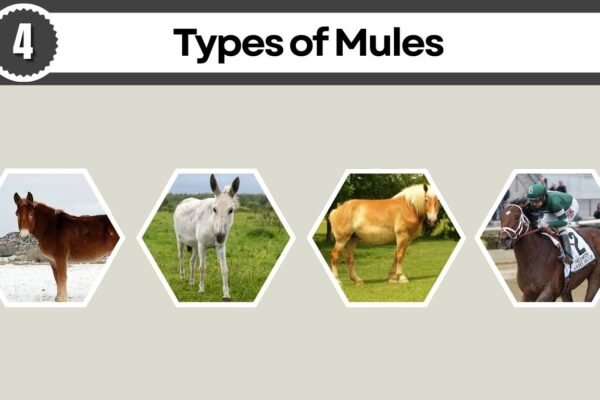 4 Types of Mules: Size, Behavior, Strengths, Identification with Pictures 