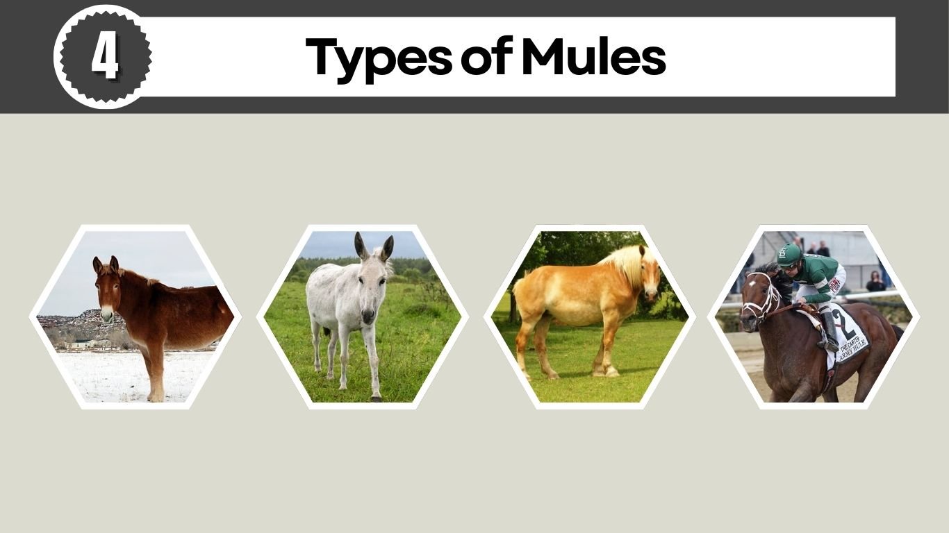 4 Types of Mules: Size, Behavior, Strengths, Identification with Pictures 