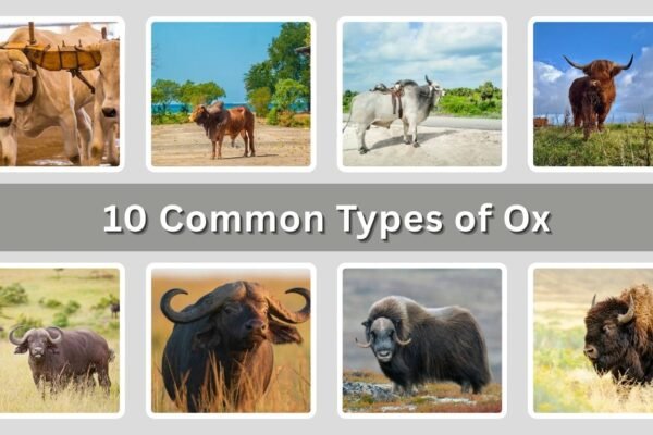 10 Common Types of Ox:  Different Breeds Identification with Pictures