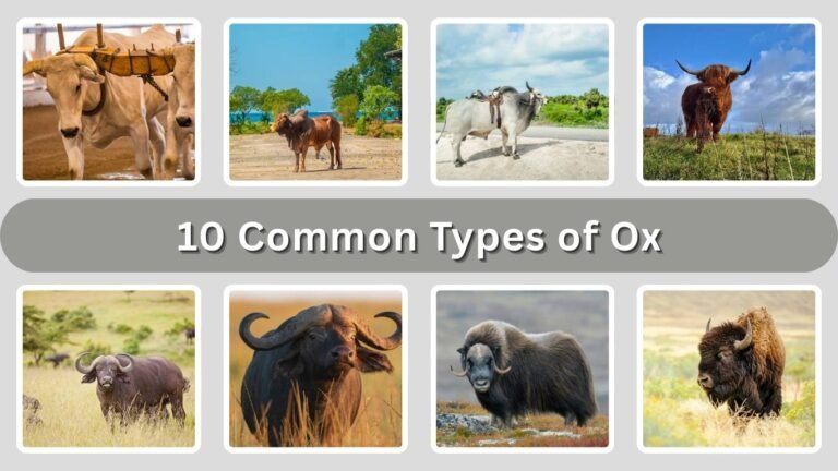 10 Common Types of Ox:  Different Breeds Identification with Pictures