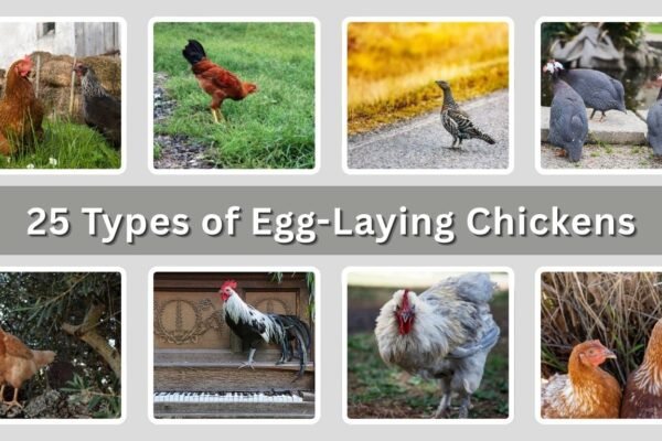 25 Types of Egg-Laying Chickens (Layers): Identification with Pictures