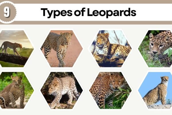 9 Types of Leopards: Species Identification with Pictures 