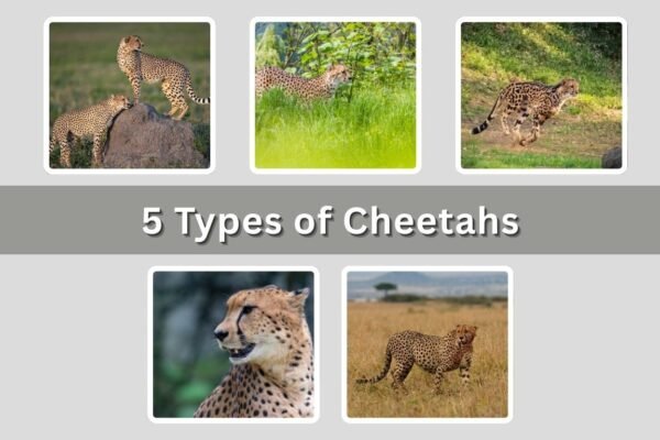 5 Types of Cheetahs: Unique Subspecies Across Africa and Asia