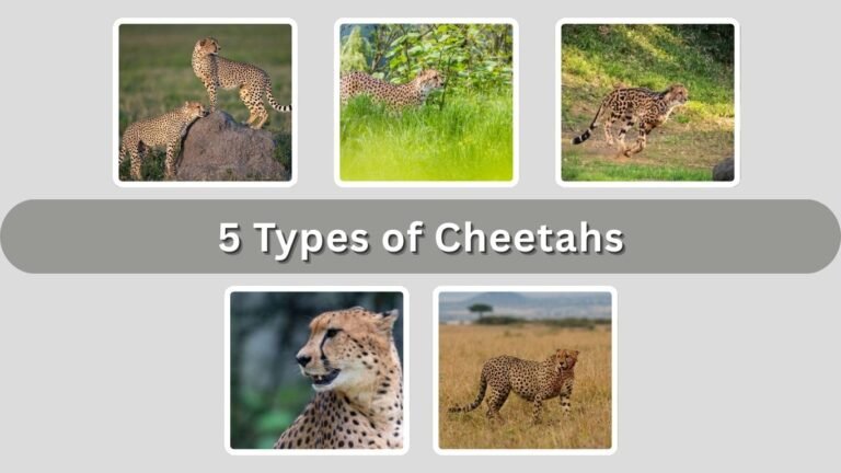 5 Types of Cheetahs: Unique Subspecies Across Africa and Asia