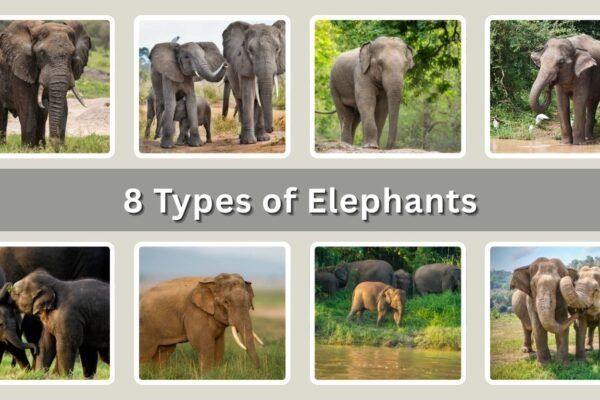 8 Types of Elephants: Discovering the Majestic Elephant Species