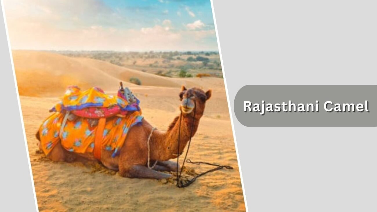 Rajasthani Camel
