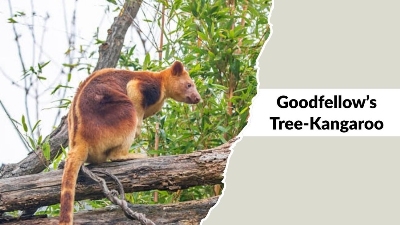 Goodfellow’s Tree-Kangaroo Goodfellow’s Tree-Kangaroo