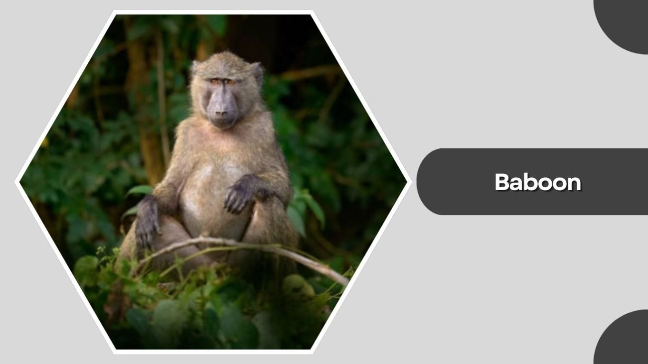 Baboon