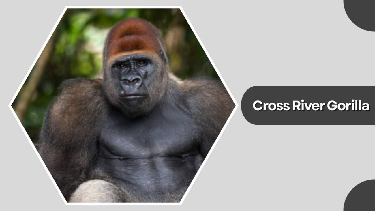  Cross River Gorilla