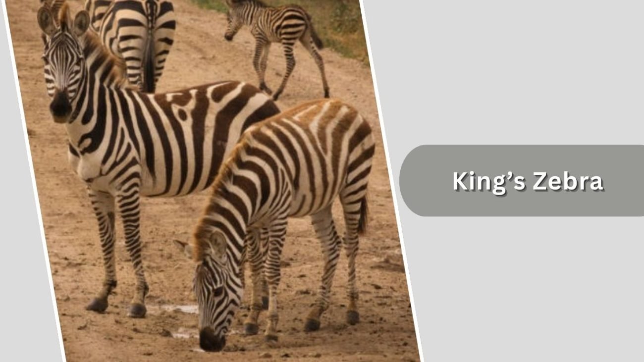King’s Zebra King’s Zebra