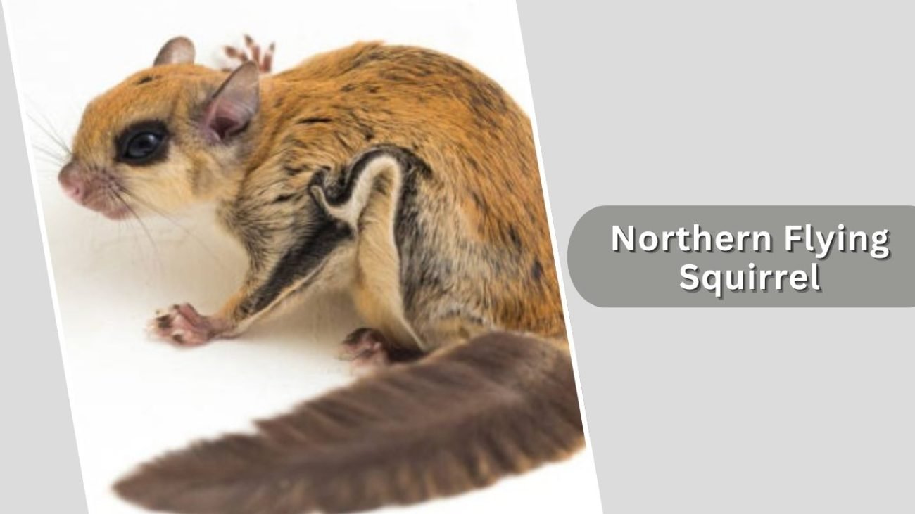 Northern Flying Squirrel Northern Flying Squirrel