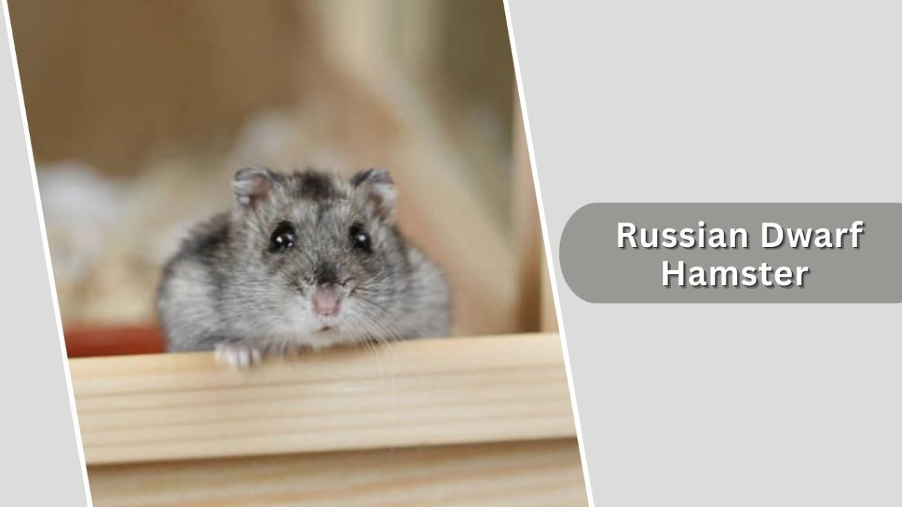 Russian Dwarf Hamster Russian Dwarf Hamster