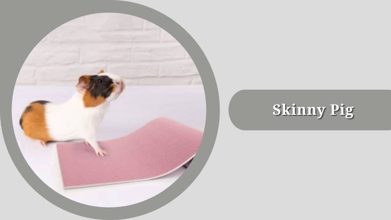 Skinny Pig Skinny Pig