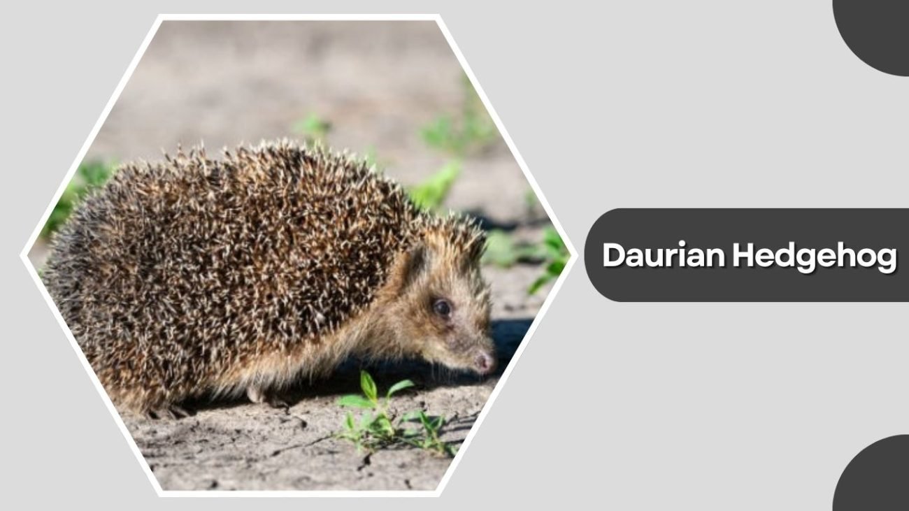 Daurian Hedgehog Daurian Hedgehog