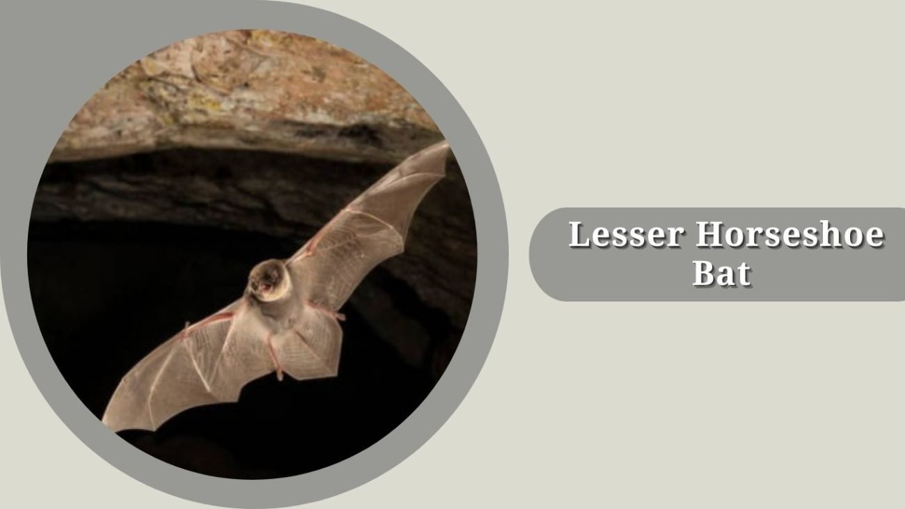 Lesser Horseshoe Bat
