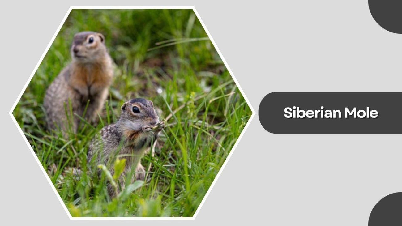 Siberian Mole
