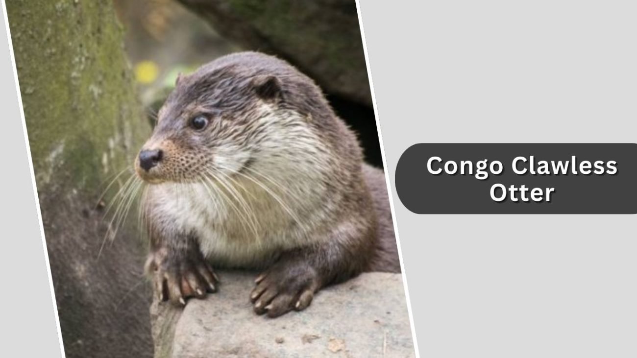 Congo Clawless Otter