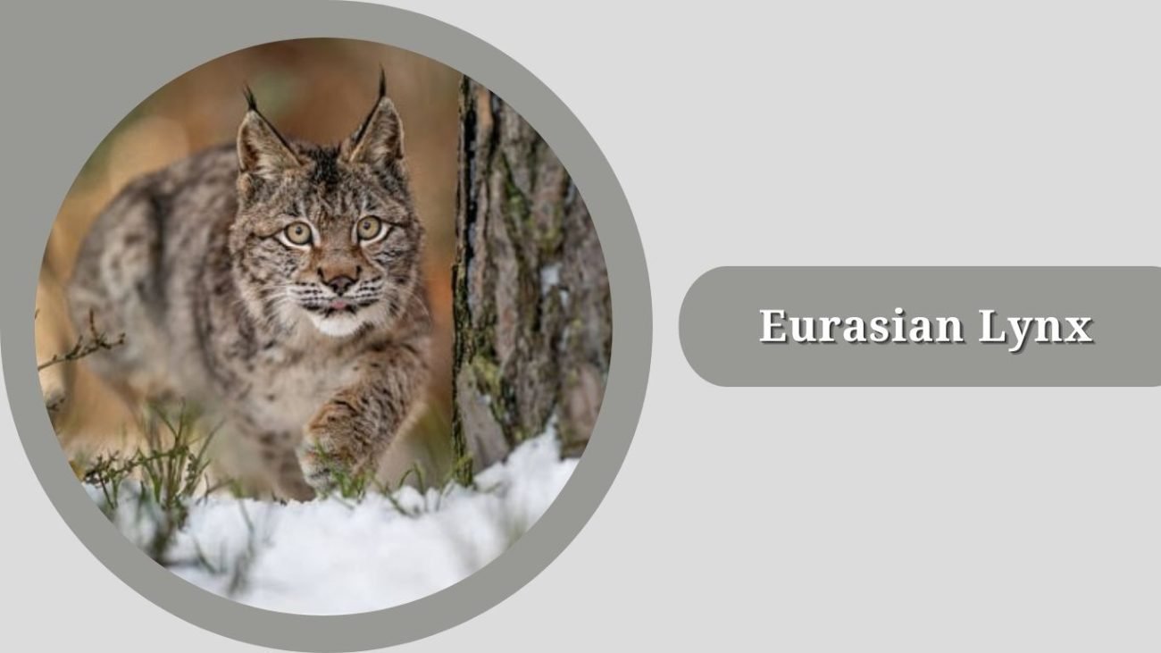 Eurasian Lynx (Lynx lynx)
