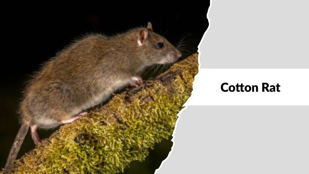 Cotton Rat