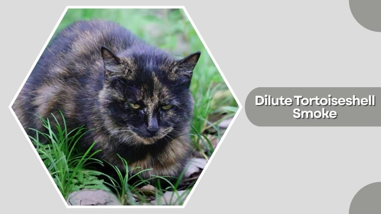 Dilute Tortoiseshell Smoke