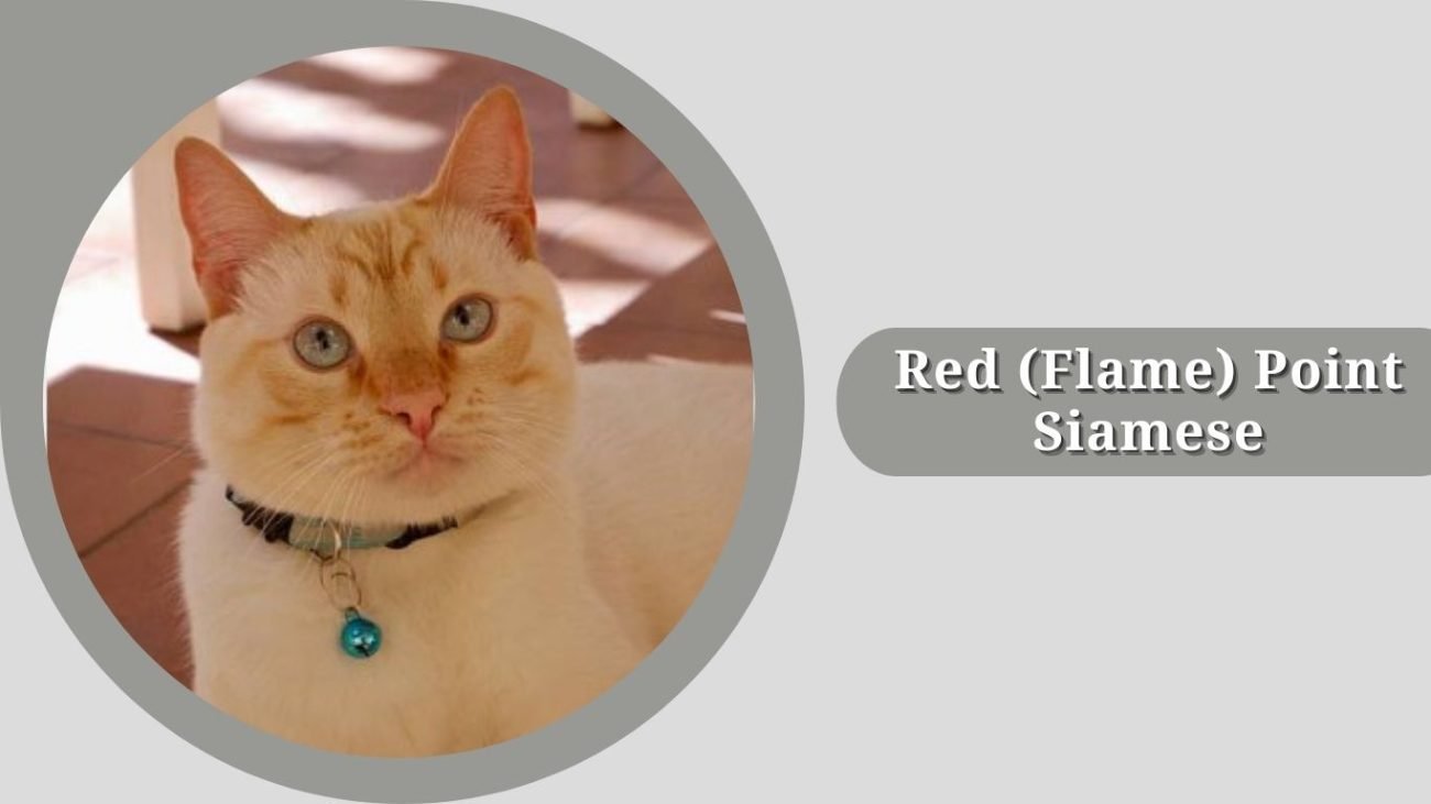 Red (Flame) Point Siamese