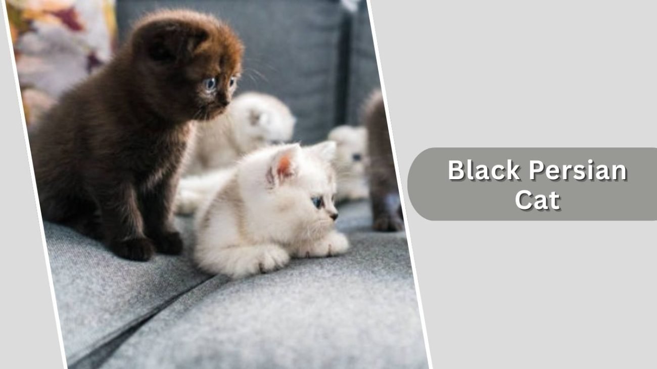 Black Persian Cat