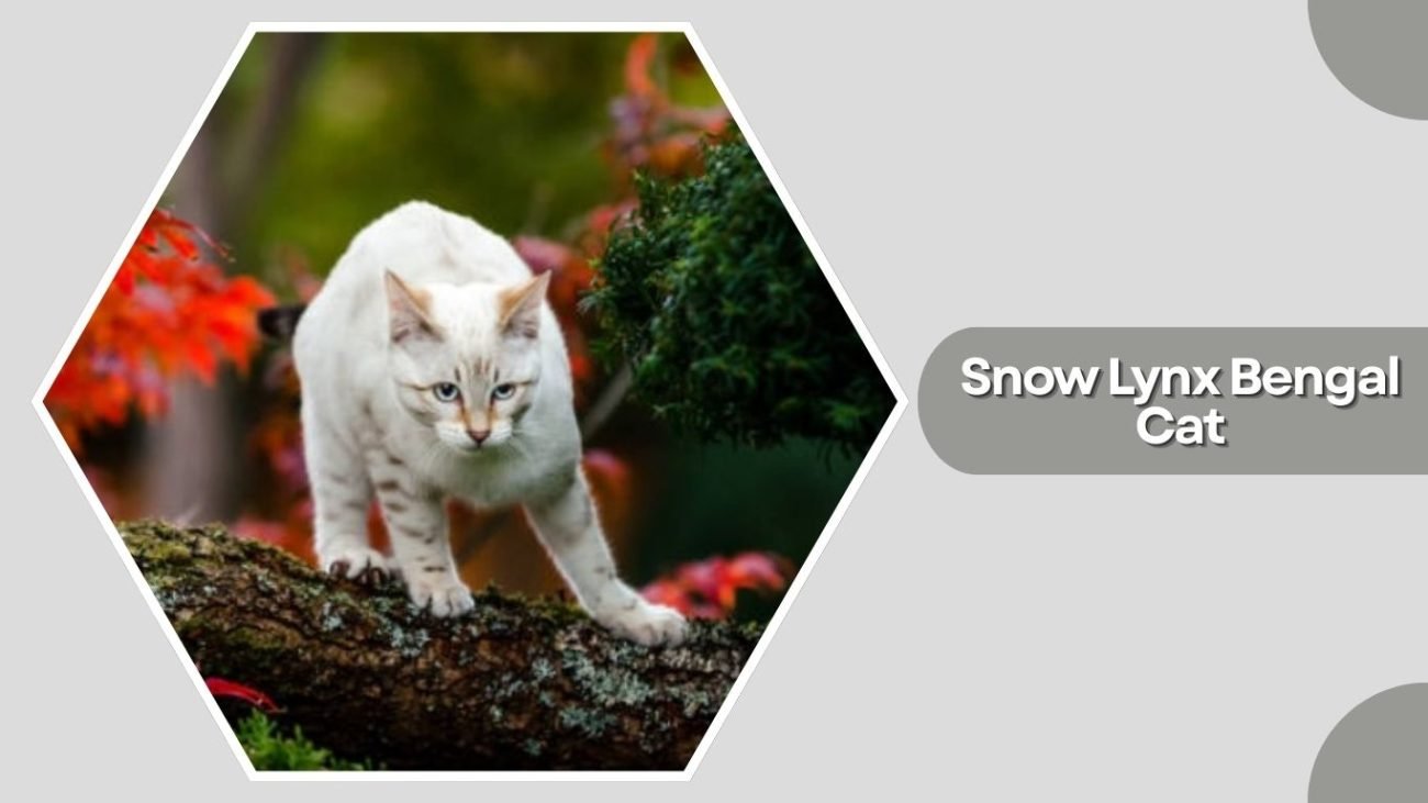 Snow Lynx Bengal Cat